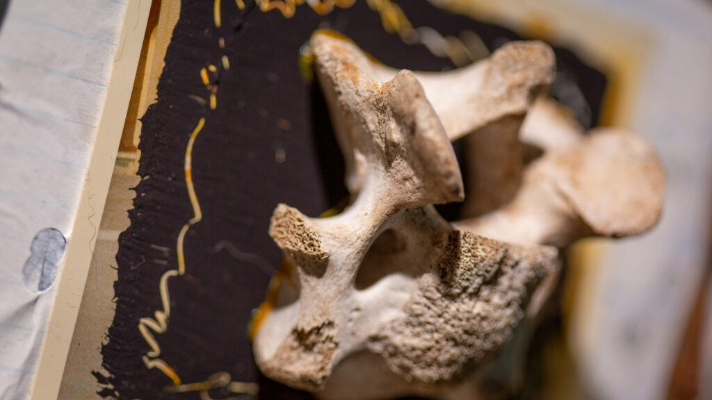 10 Animals Whose Only Evidence Is A Single Bone Nobody Rechecked