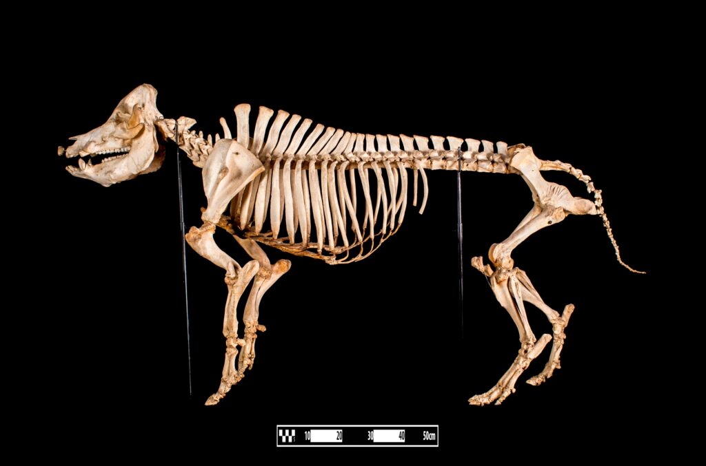 13 Creatures Whose Reconstructions Changed Completely After A Second Specimen Appeared