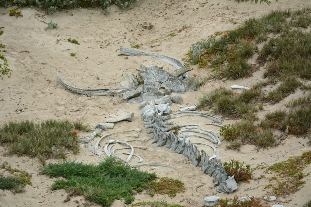 12 Marine Fossils Recovered Hundreds Of Miles Inland From Any Ocean
