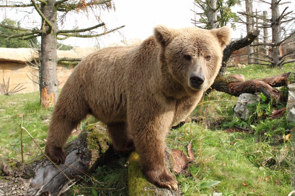 12 Species Whose Discovery Was Announced And Then Never Mentioned Again