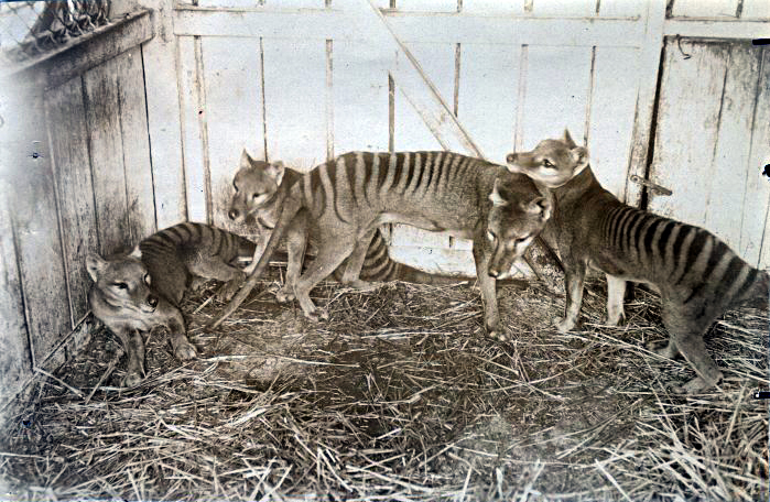 13 Animals Declared Gone Whose Sightings Continued For Another Fifty Years