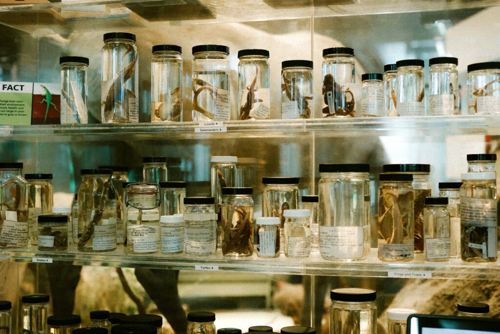 14 Creatures Museums Hold Specimens Of That Science Has Never Named
