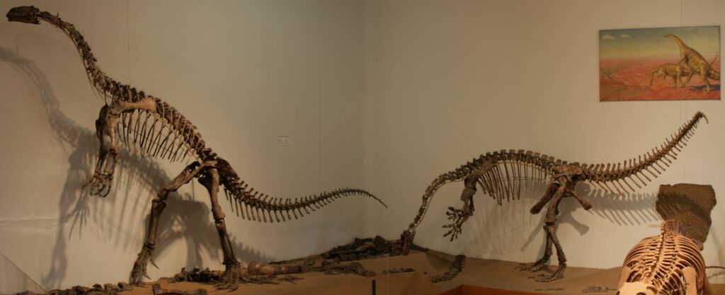 12 Fossils Assembled From Multiple Animals And Displayed As Single Specimens