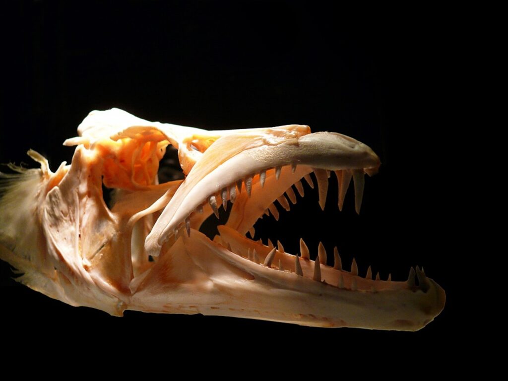 14 Bones Catalogued As Unknown That Have Never Been Formally Described
