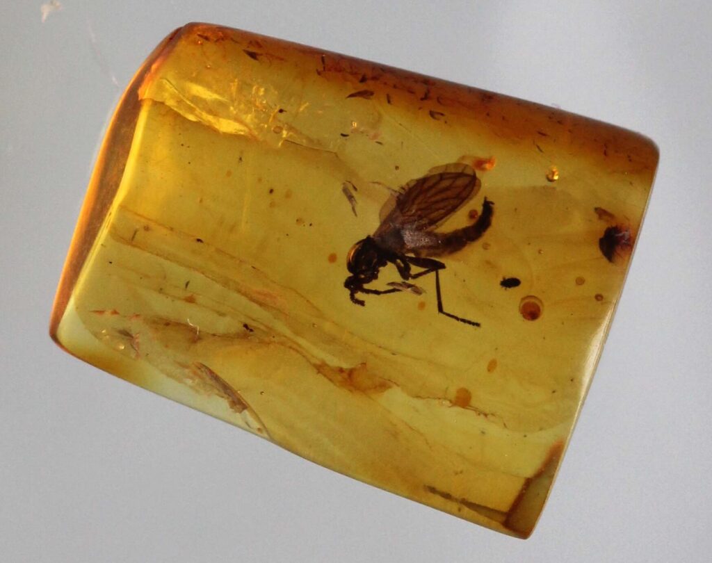 13 Amber Specimens Containing Organisms Nobody Has Been Able To Classify
