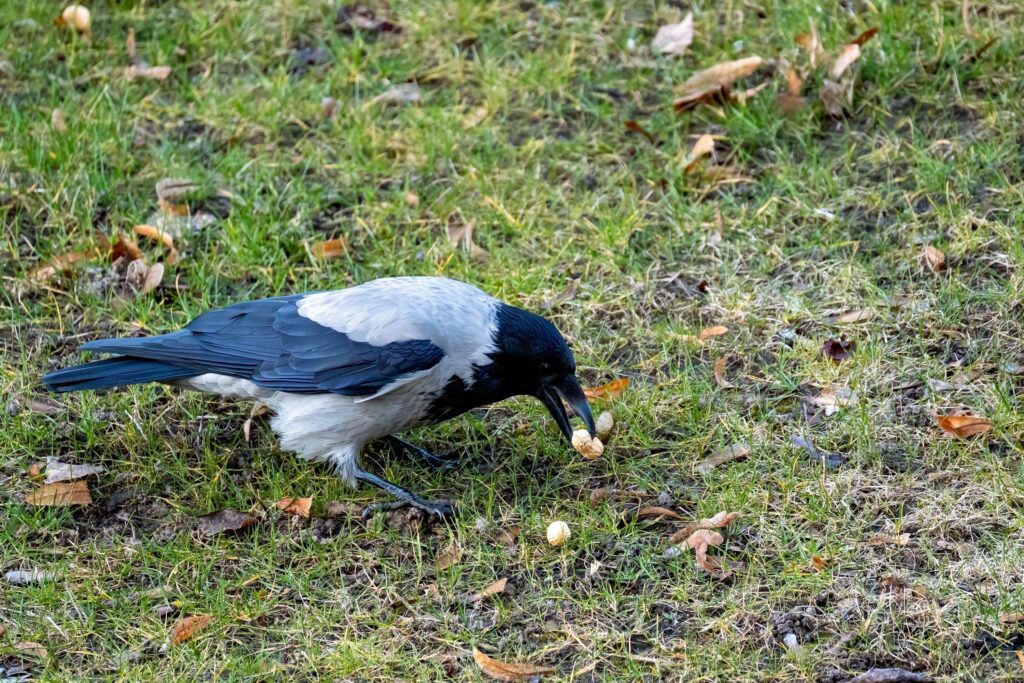Animal Cognition Says Crows That Leave Food Hidden in Multiple Locations Are Anticipating Theft by Other Crows - and Planning for It in Advance