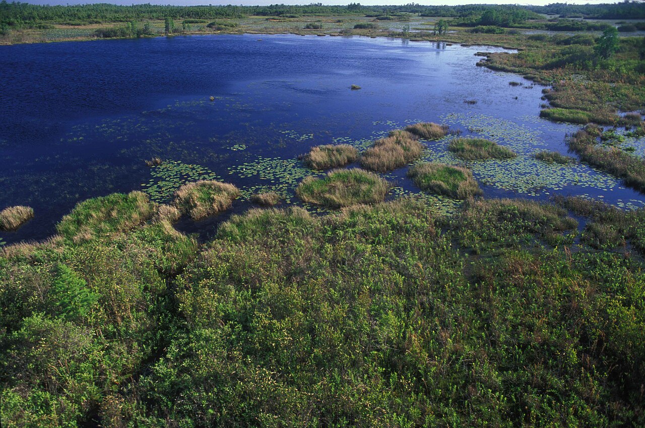 9. Okefenokee Swamp, USA – Reflections, Reptiles, and Southern Mood
