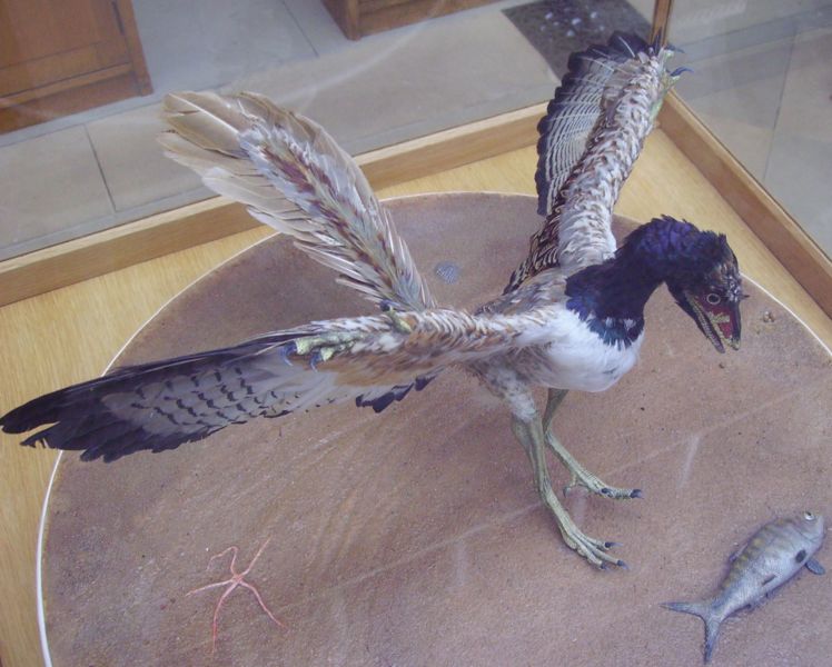 #12 - Archaeopteryx: From Awkward Half-Bird To Fully Capable Flier