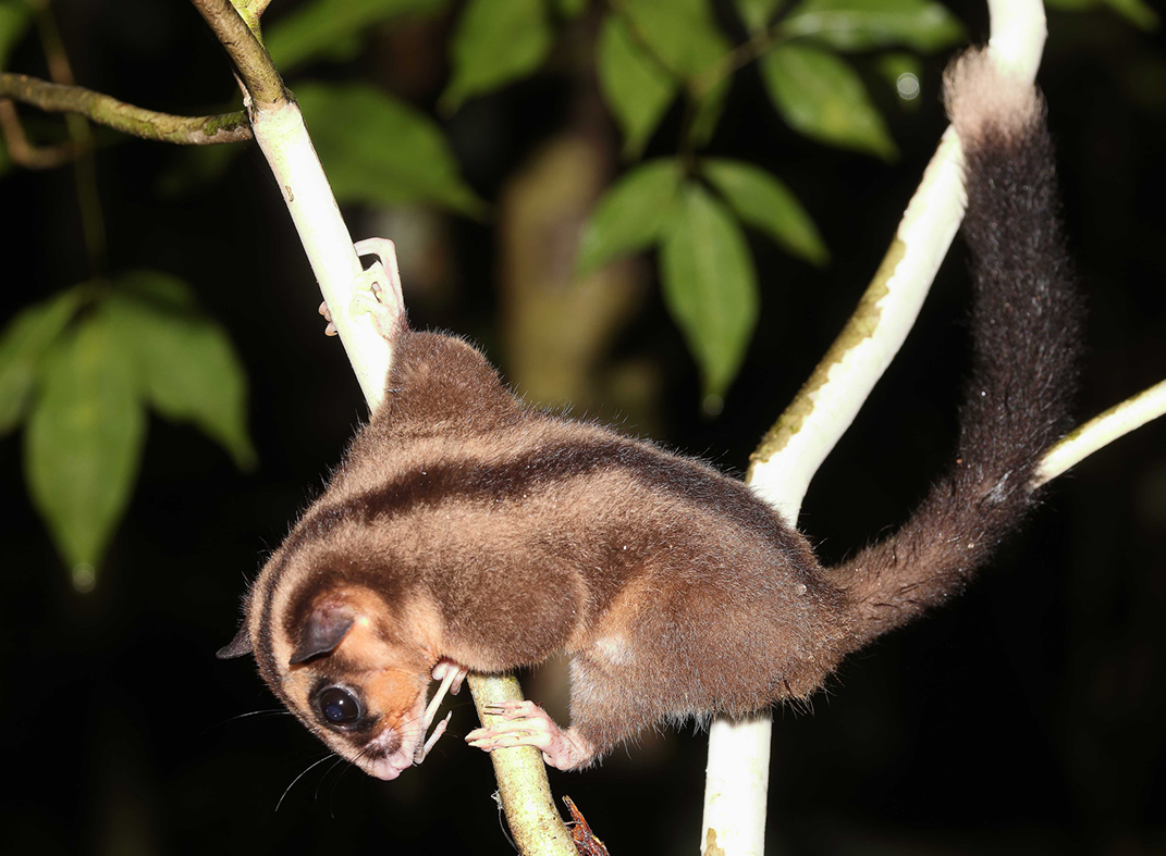 #1 - The Pygmy Long-Fingered Possum: The Rediscovery That Broke Our Extinction Clocks for Good