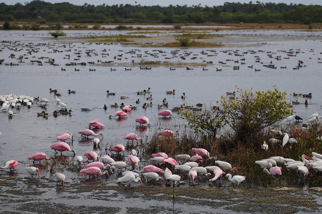 Merritt Island National Wildlife Refuge, Florida