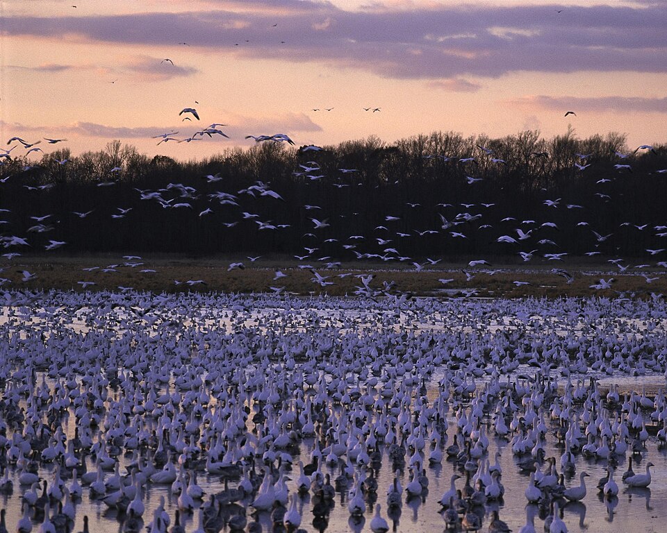 Bombay Hook National Wildlife Refuge, Delaware