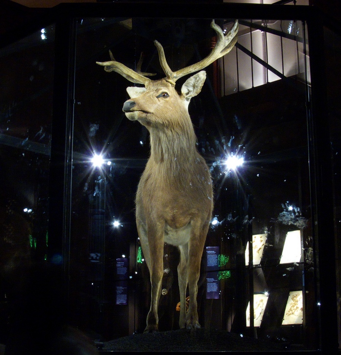 6. Schomburgk's Deer: Antlers That Showed Up Decades Too Late