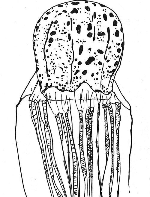 #5 - The Once-in-a-Career Spotted Box Jelly
