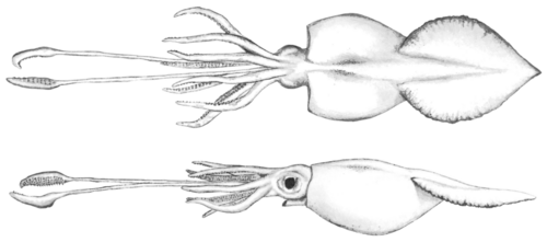 #10 - The World's First Live Colossal Squid in the Deep
