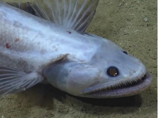 3. Deep‑Sea Lizardfish – The Ambush Predator From the Dark