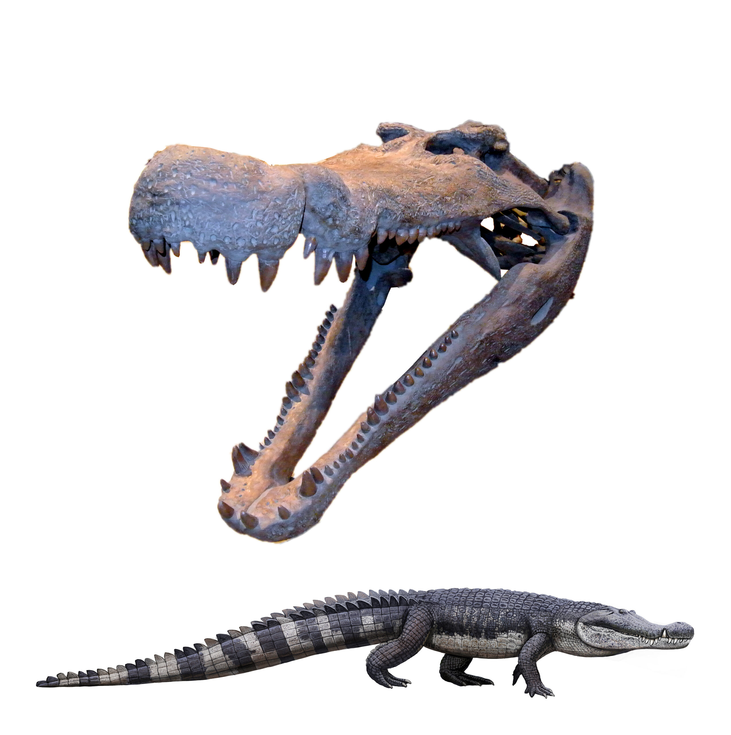 The Deinosuchus and Ancient Crocodilians: The Patient Survivors