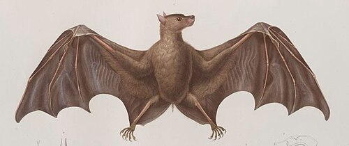 #7 - Philippine Naked-Backed Fruit Bat: Declared Extinct by the IUCN, Then Caught on Film