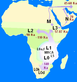 Mitochondrial Eve Was Not Our Only Ancestor