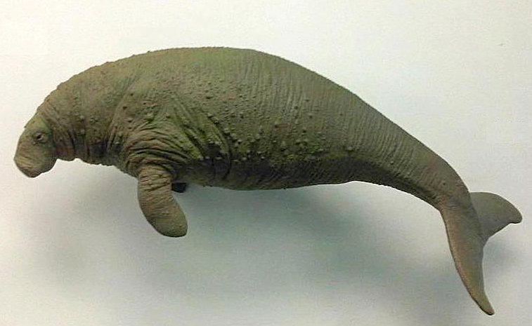 4. Steller’s Sea Cow (Hydrodamalis gigas)
