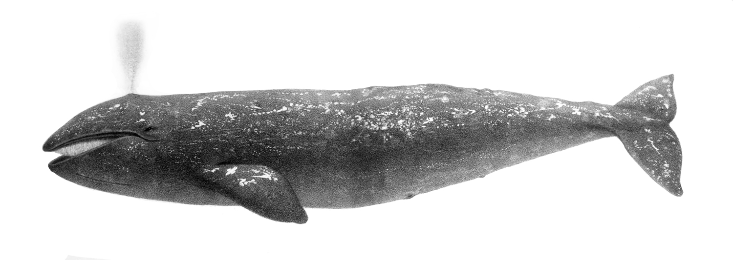 #6 – The Atlantic Gray Whale That Whaling Records Say Shouldn't Exist