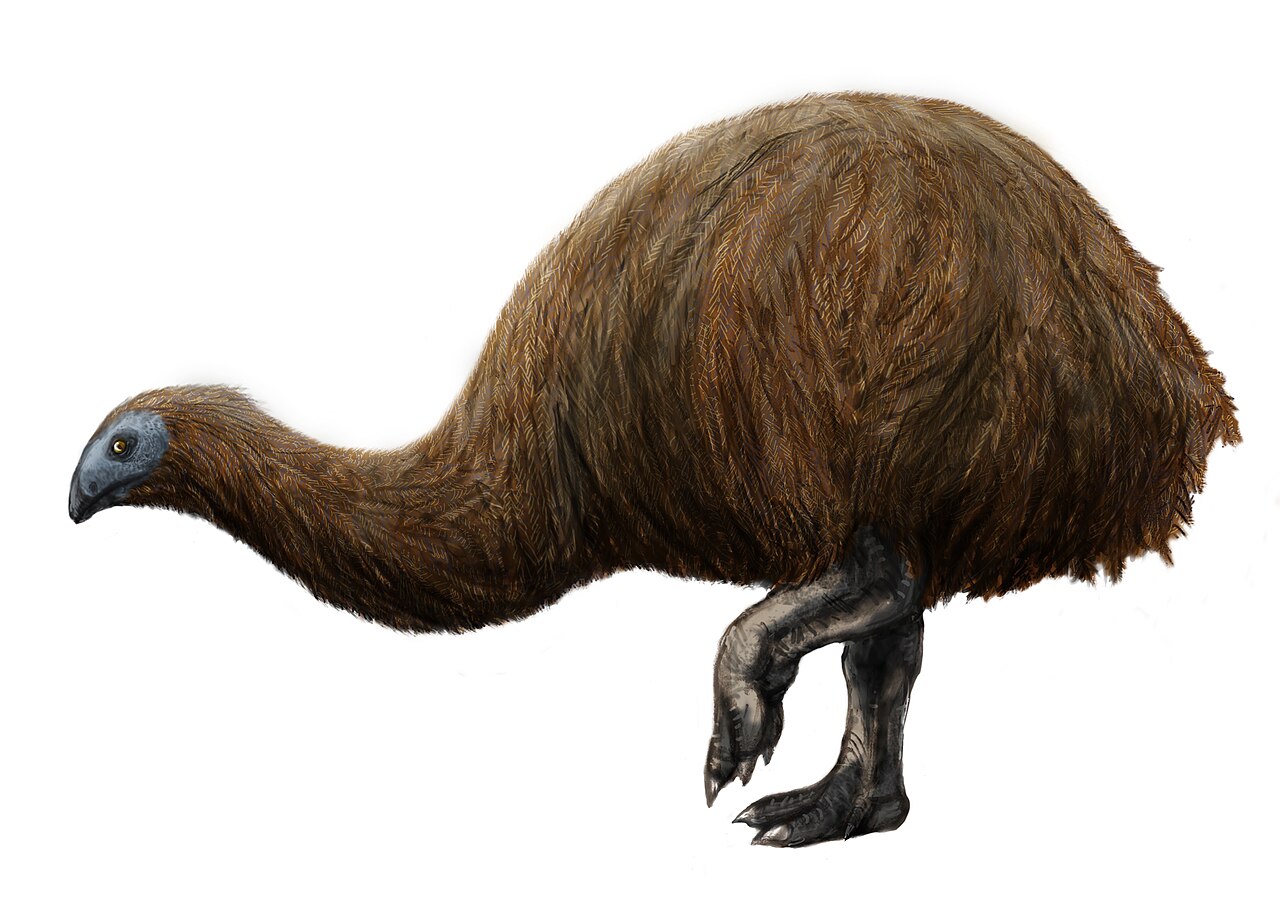 #10 - The Moa Lineup: New Zealand Giants Stuffed Into the Same Polygon