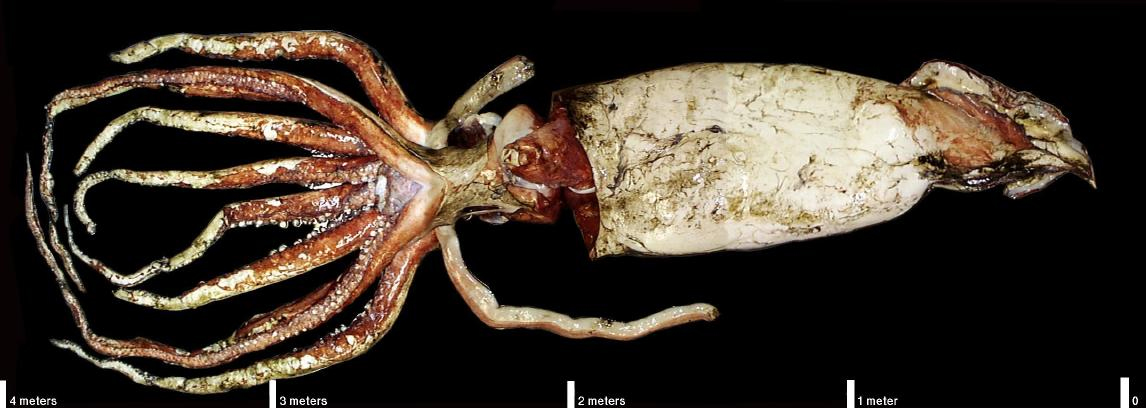 The Sea Monster Science Couldn't Prove Existed 