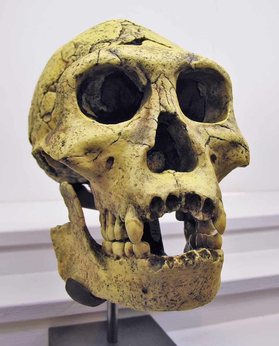 #3 - The Controversial "Archaic" Hominin Bones in Unexpected Places