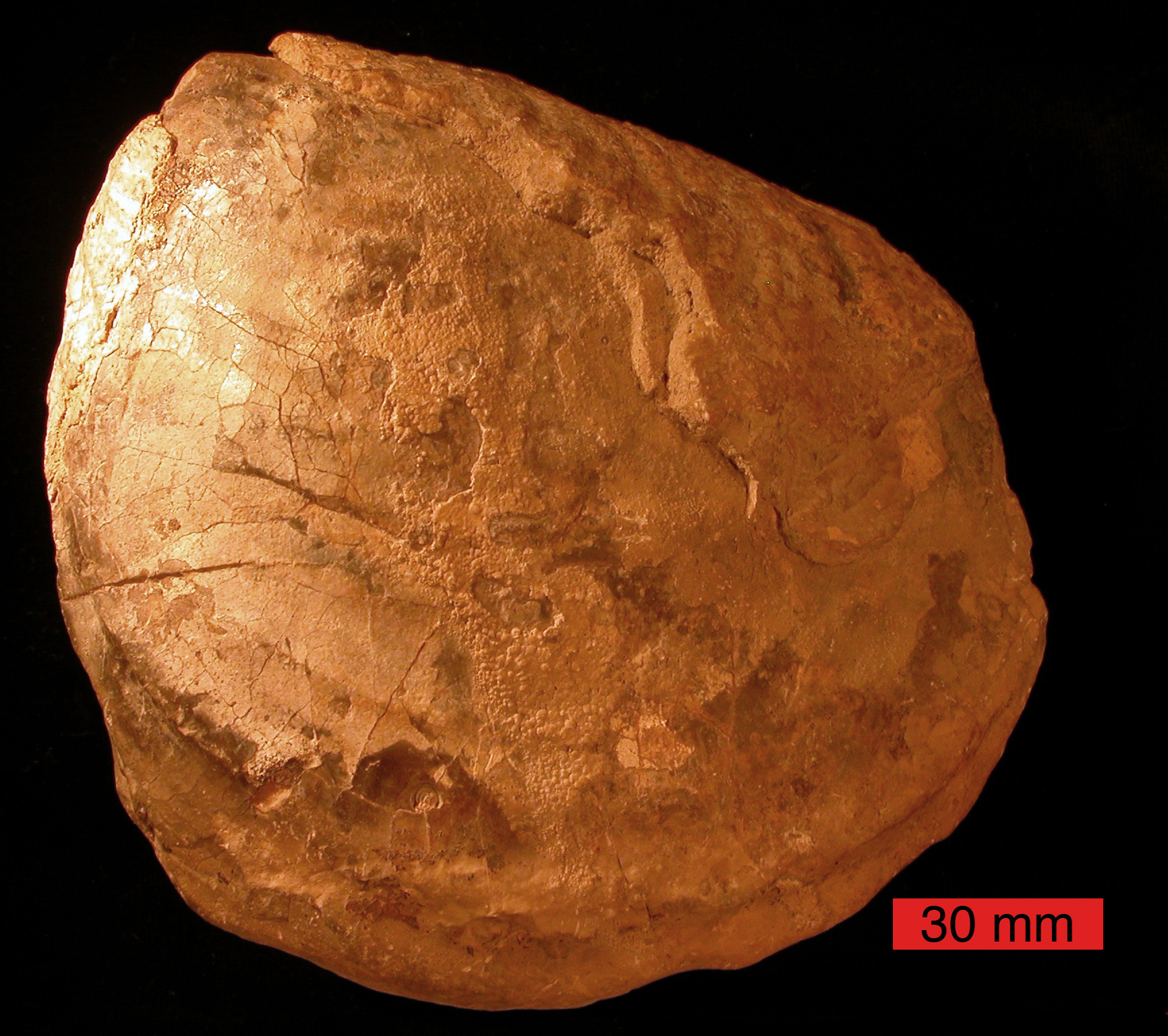 #2 - Inoceramid Clams the Size of Suitcases on the Plains 