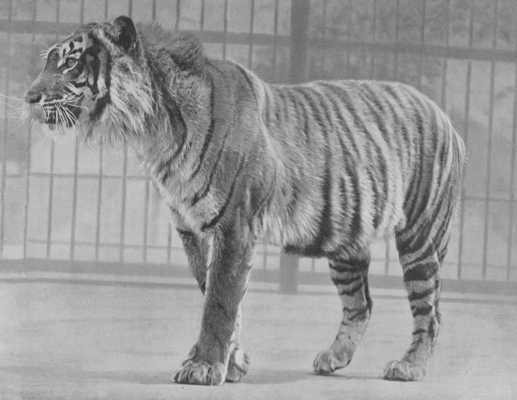 4. The Javan Tiger: Stripes in the Jungle, or Just in Stories? 