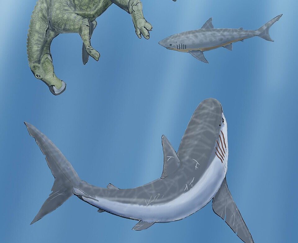 How Kansas Drifted from Ocean Floor to Heartland