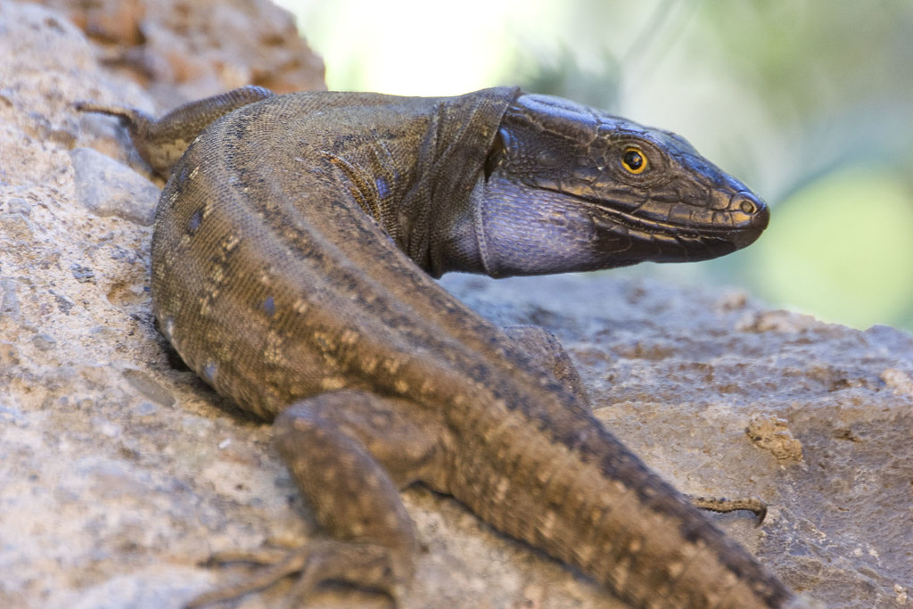 #10 - La Palma Giant Lizard: A Rock-Dweller Hiding in Plain Sight 