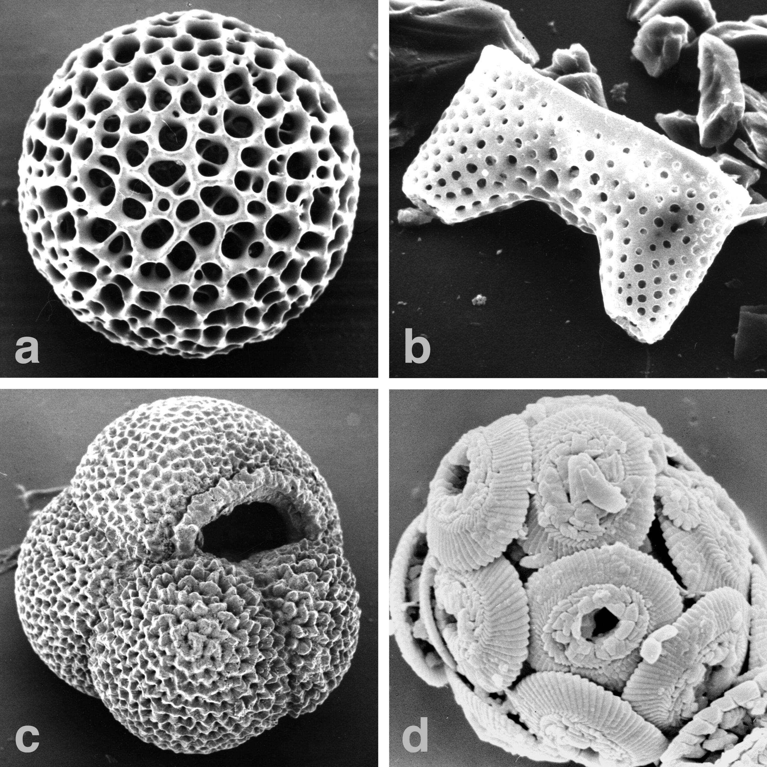 #6 - Microfossils From a Time When Earth Was Barely Livable