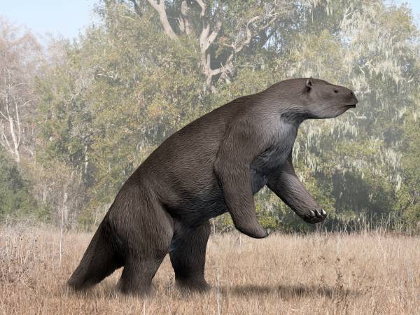 #10 - Giant Ground Sloths That Overlapped With Human Legends 