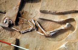 #11 - Mungo Man: Human Remains Older Than Their Own Lake
