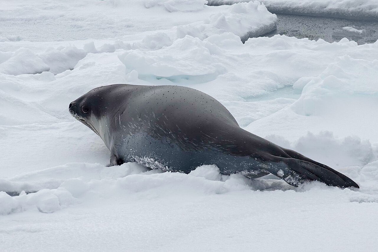 #6 - The Ross Seal's Rare Underwater Close-Up