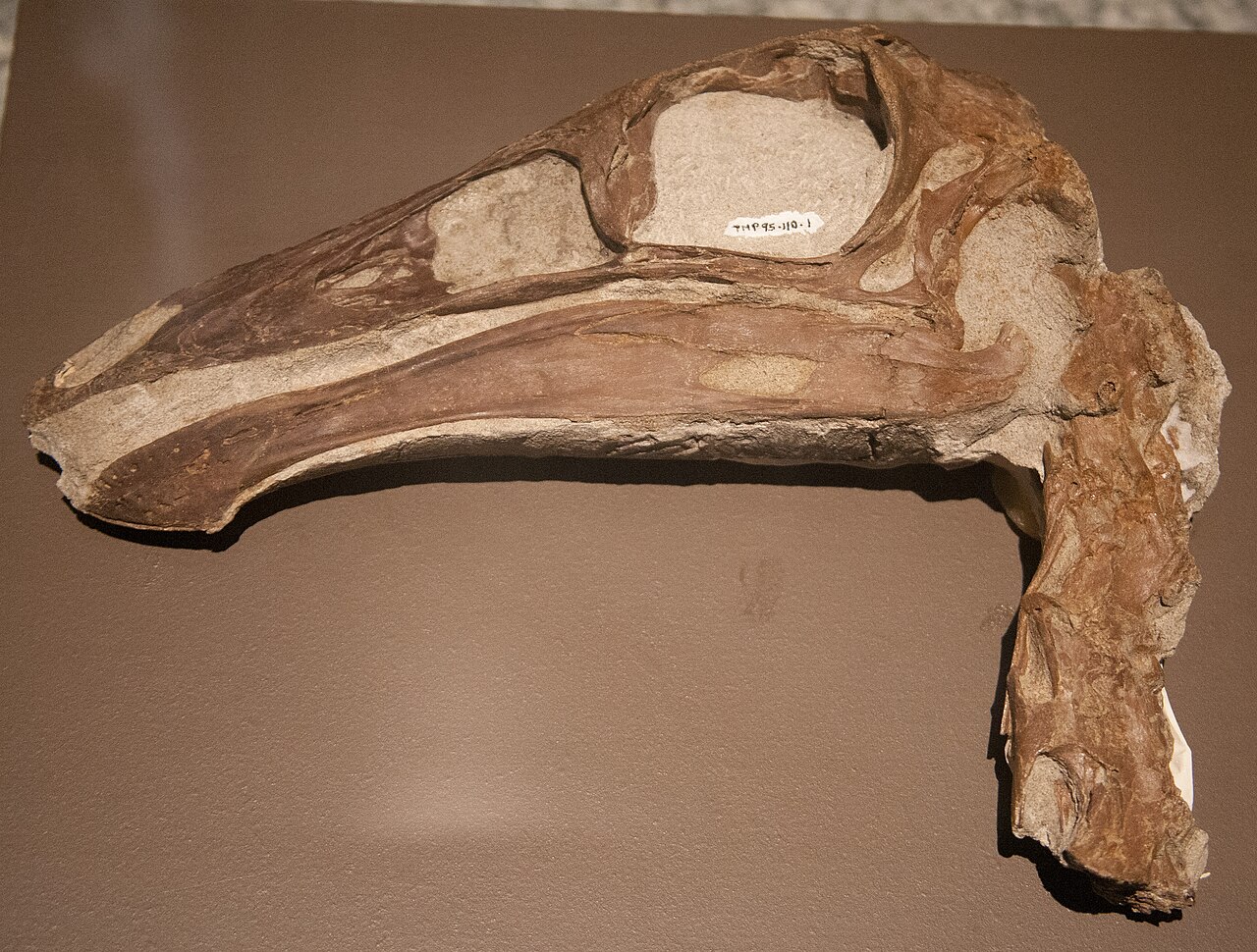 #7 – The Ostrich Dinosaur Running on a Borrowed Head