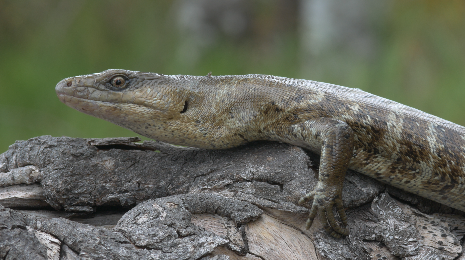 10. Terror Skink – A Fearsome Lizard on a Tiny Island 
