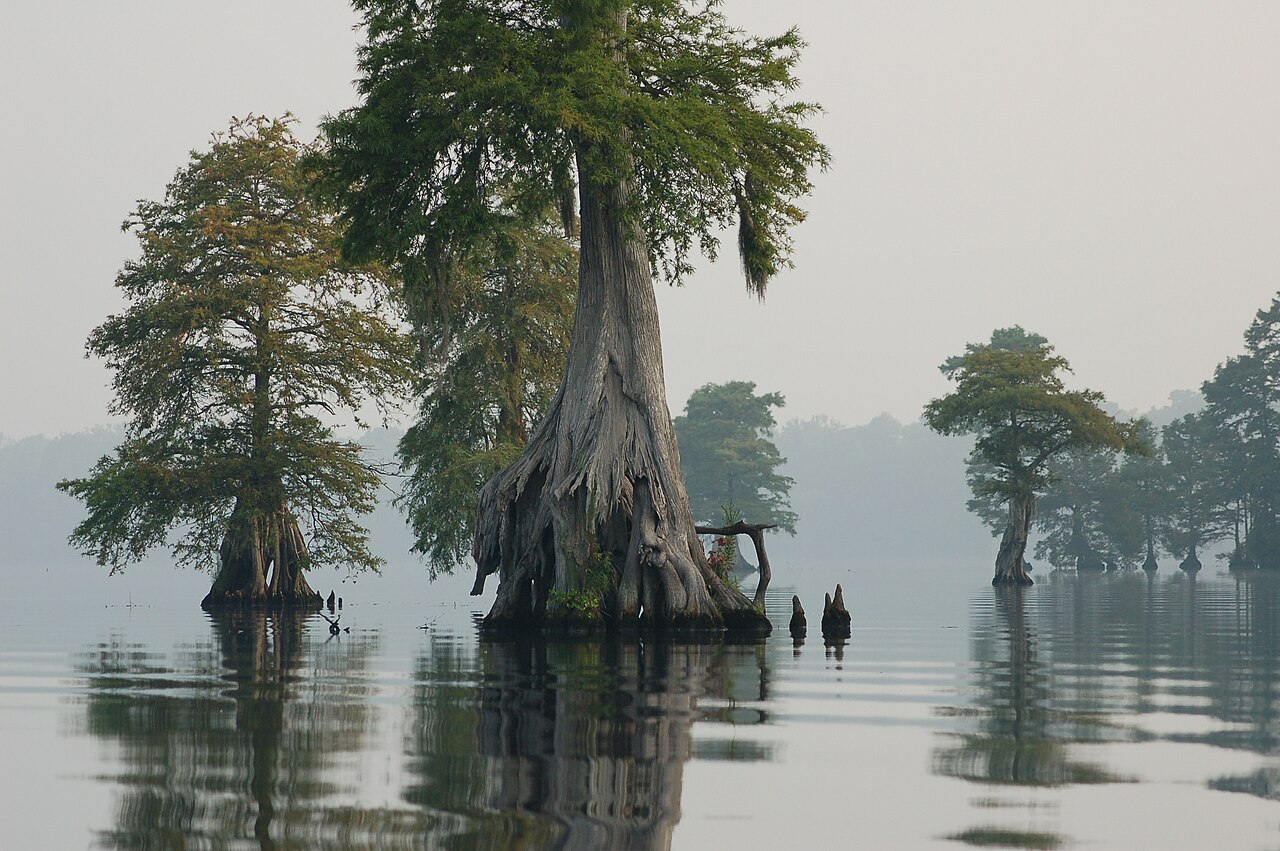 Great Dismal Swamp National Wildlife Refuge, Virginia–North Carolina