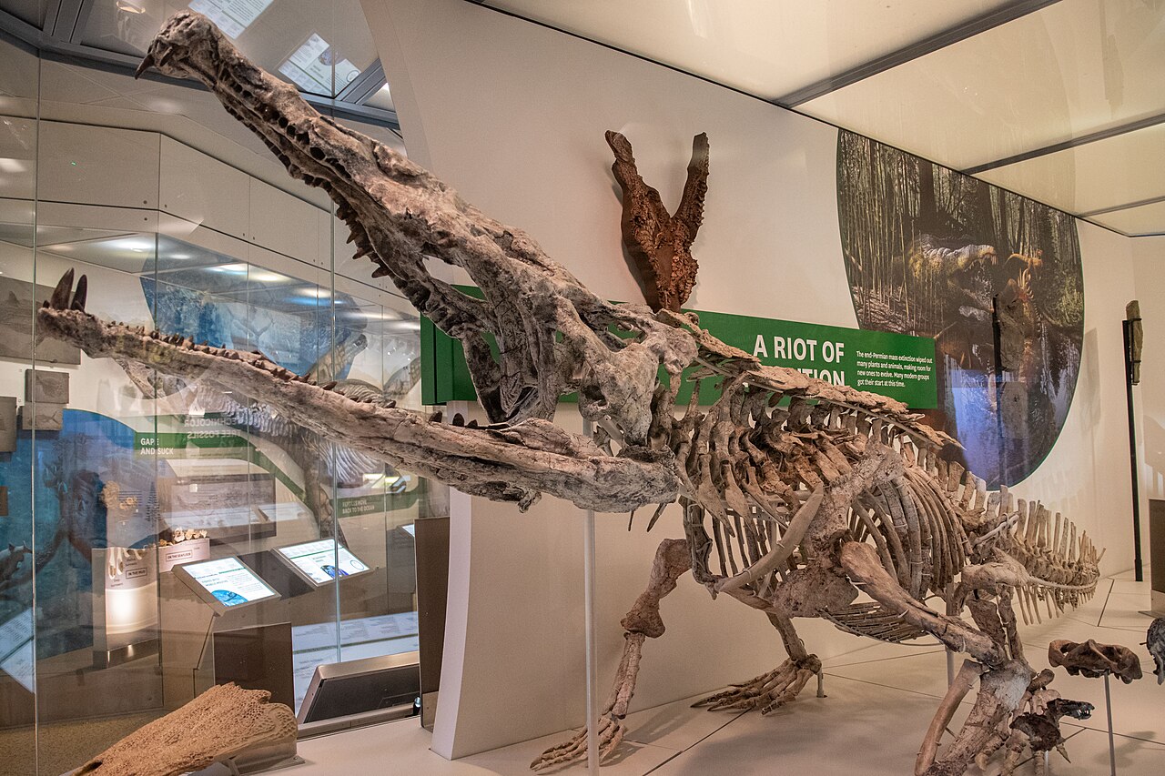 #8 - Smilosuchus: The Saber-Snouted Killer Built From a Snout Tip