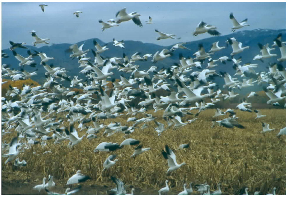 Bosque del Apache National Wildlife Refuge, New Mexico