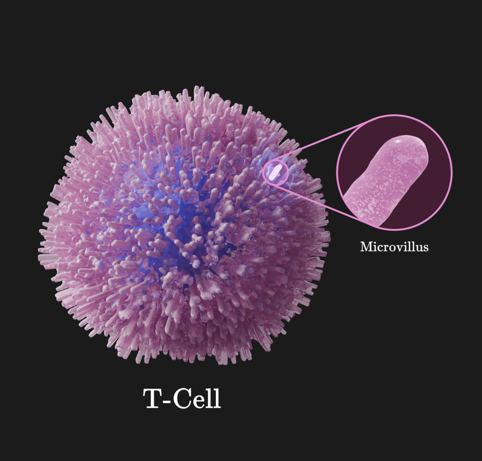 How Cells Already Behave Like Tiny Decision-Makers