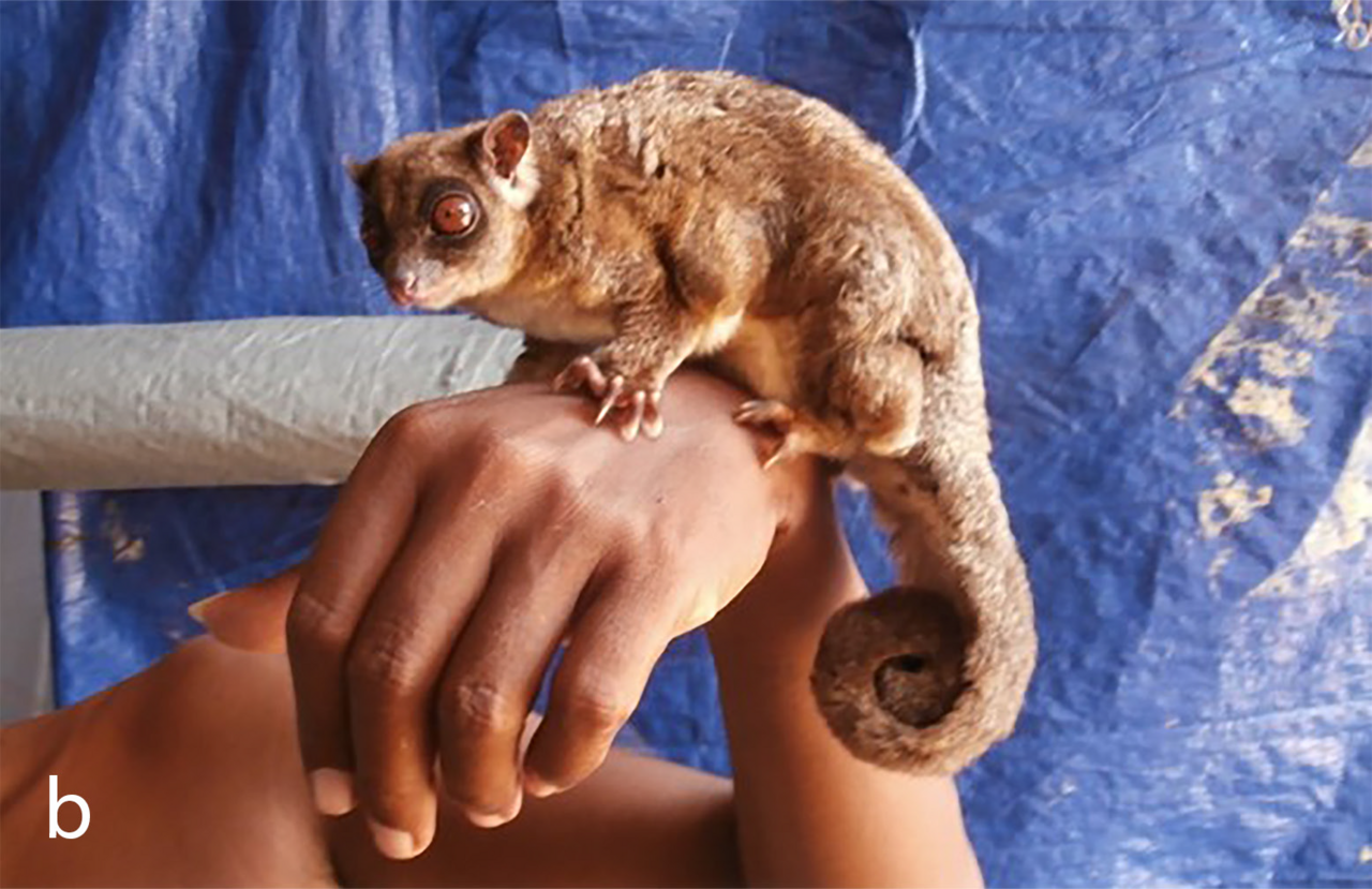 #2 - The Ayamaru Ring-Tailed Glider: A Marsupial the Fossil Record Buried 6,000 Years Ago