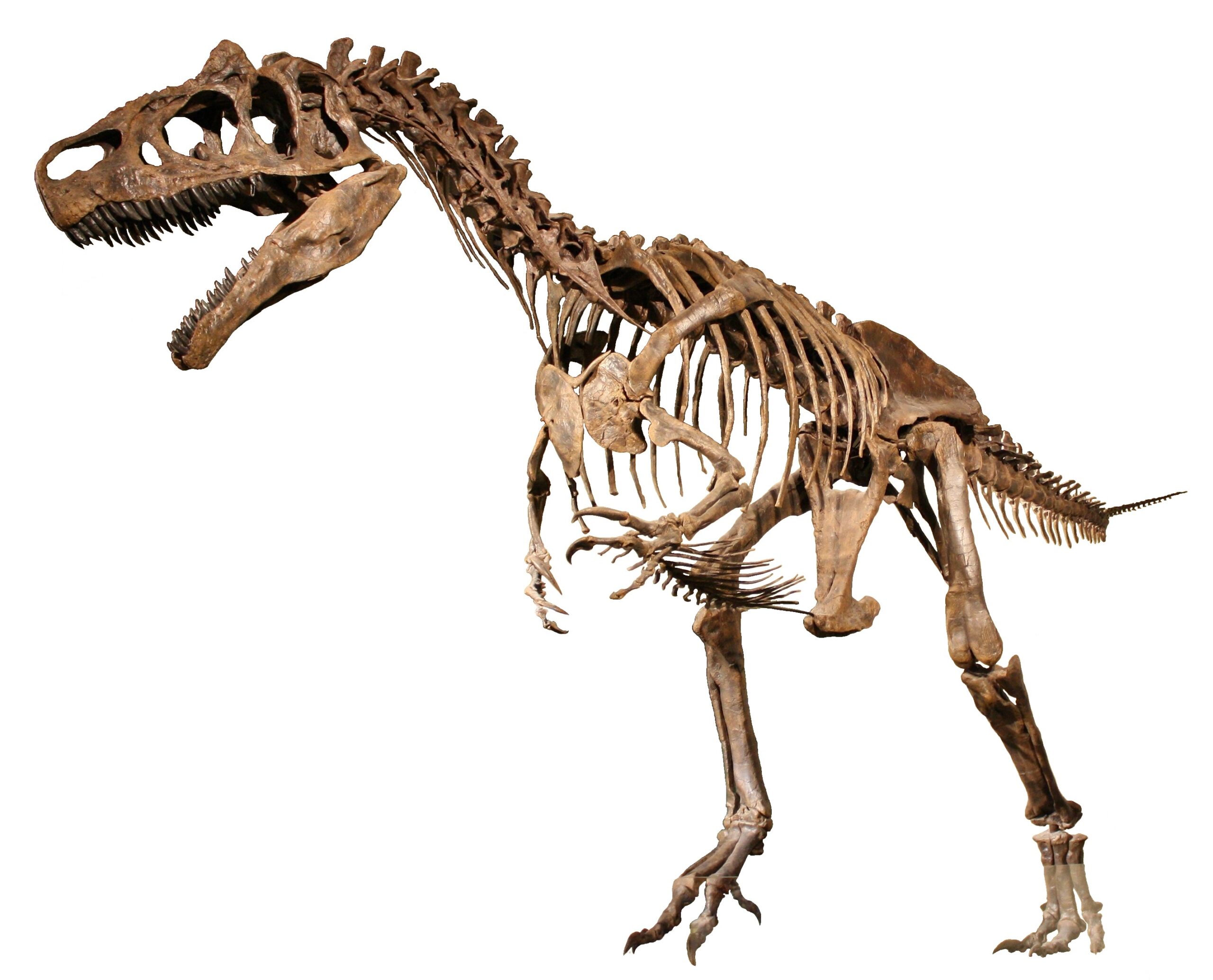 You’re Seeing How Rivers, Floods, and Mud Turned Dinosaurs Into Fossils