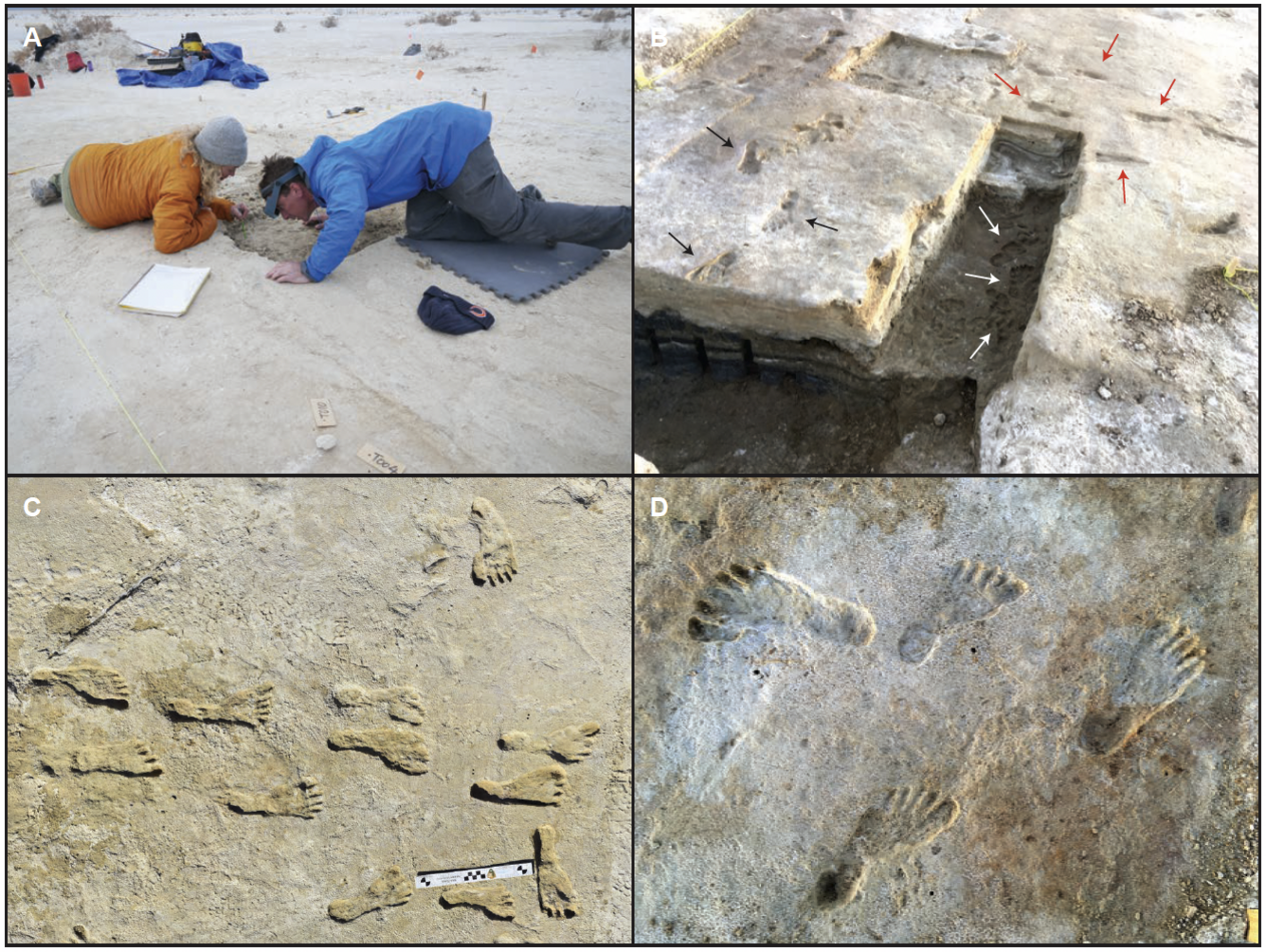 6. The "Human" Footprints Next to Dinosaur Tracks Were Never Human 