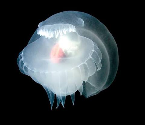 #9 - The 9,100-Meter "Mystery Mollusc" Nobody Can Name