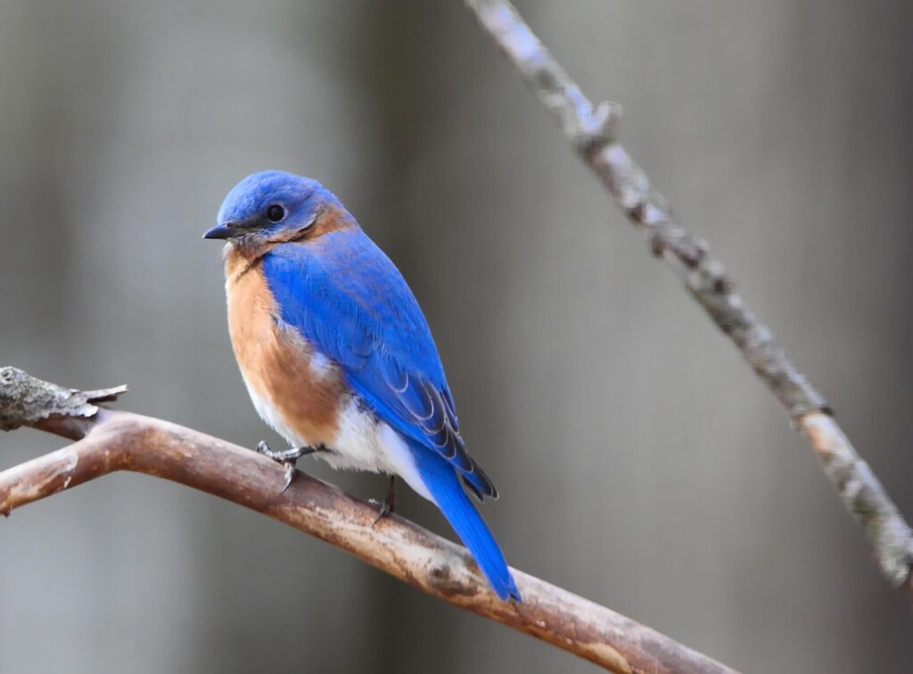 According to Ozark Folklore, Bluebirds Brought Hope After Hard Winters