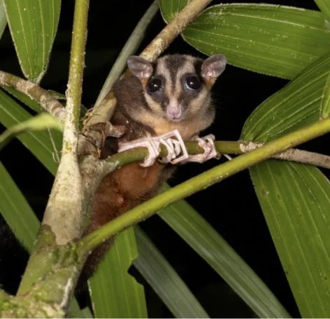 #4 - Pygmy Long-Fingered Possum: A Marsupial Back from a 6,000-Year "Death"