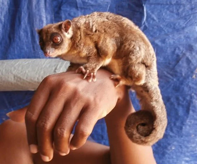 #3 - Ring-Tailed Glider: A "Sacred" Species Hidden by Culture as Much as Forest