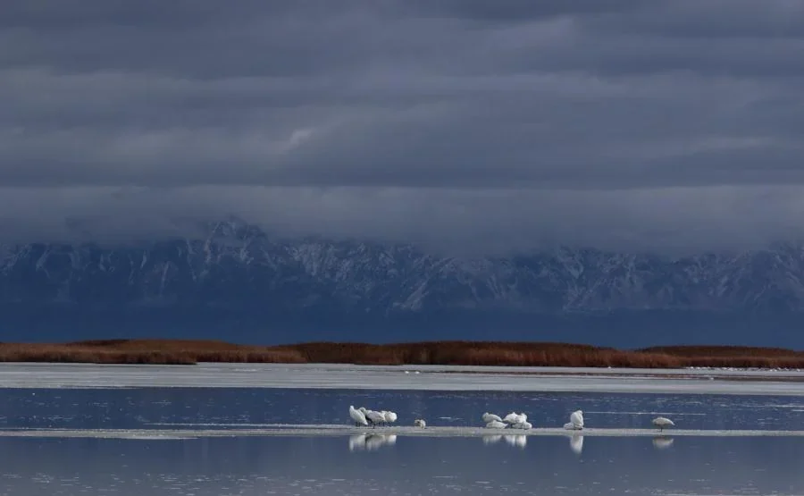 Bear River Migratory Bird Refuge, Utah