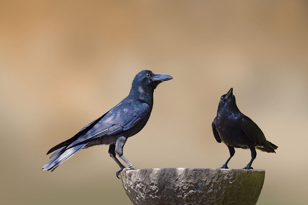 7 Crow Behaviors That Are So Intelligent Scientists Are Still Studying Them